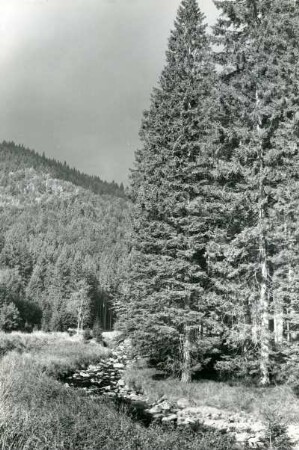Bachlauf im Harz