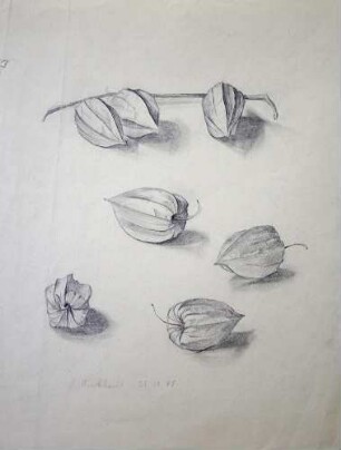 Japanische Laternenblumen, Studie