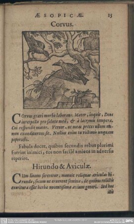Corvus