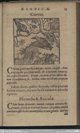 Corvus