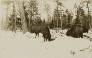 Bison bonasus (Linnaeus, 1758)