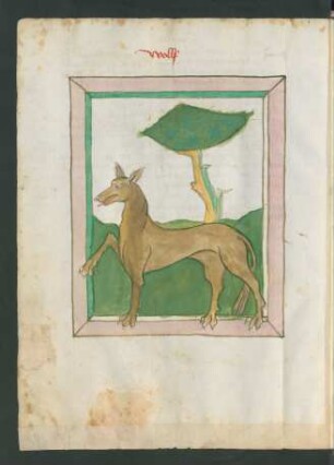 Wolf