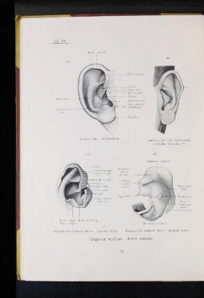 68 Knorpel des äußeren Ohres. Mediale Seite.