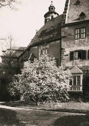 Büdingen. Blühende Magnolie am Schloss