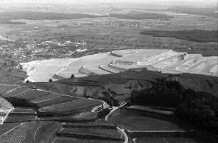 Ihringen: Umgelegte Weinberge, von Norden