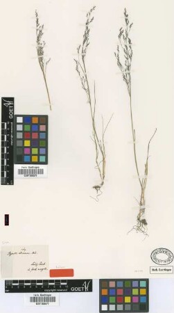 Agrostis aberrans Steud. [isotype]