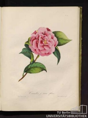 Camellia j. roseo pleno