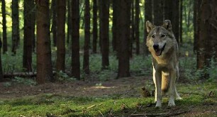 Auf der Jagd - Wem gehört die Natur?