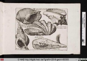CONCHILIA. Meeresschnecken und Muscheln.