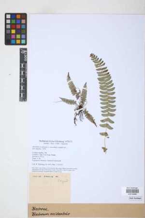 Blechnum occidentale L.