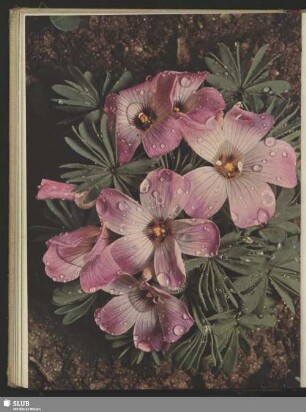 Kordillieren-Klee, Oxalis adenophylla