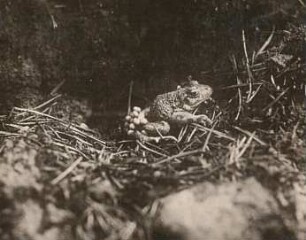 Deutschland. Geburtshelferkröten (Alytes). Gemeine Geburtshelferkröte, Terrarientier