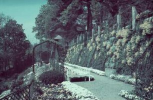 Schloss Eckberg, Park : Blühende Stützmauer der Schlossterrasse mit Schleifenblumen und Steinkraut, Schloss Eckberg, Park