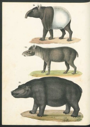 Tafel: [Fig. 114.-118.]