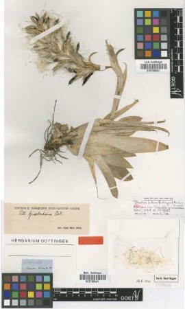 Tillandsia grisebachiana Baker [type]