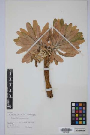 Euphorbia bourgeana J.Gay ex Boiss.