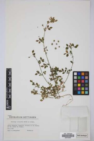 Medicago littoralis Loisel.