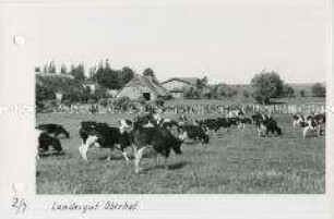 Viehweiden auf dem Landesgut Oberhof in Mecklenburg-Vorpommern