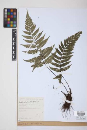 Alsophila odonelliana (Alston) Lehnert