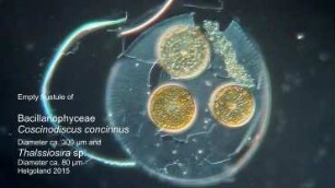 Coscinodiscus concinnus frustule Helgoland 2015