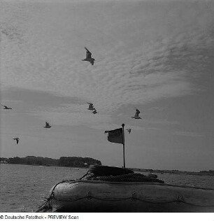 Möwen bei Hiddensee, Flugbild