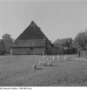 Reetgedeckter Bauernhof mit Gänsen (an der Ostsee?)