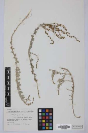 Atriplex glauca ifniensis (Caballero) Maire