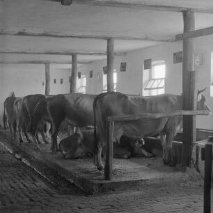 Brigadier der Tierzuchtanlage in Usundshowo einer Landwirtschaftlichen Tierproduktion