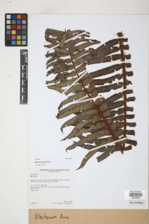 Blechnum lima Rosenst.