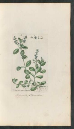 68. Veronica officinalis