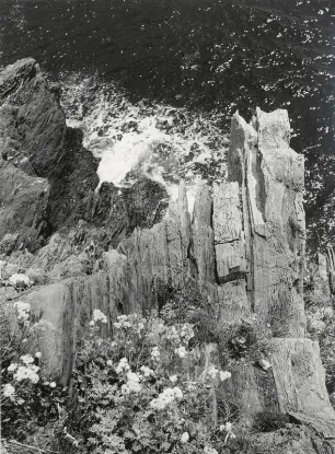 Ginster, schroffe Felsen und Wasser, Cinque Terre