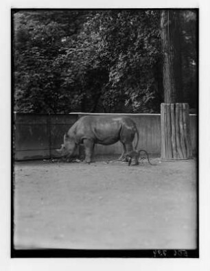 Nashorn im Zoologischer Garten Dresden