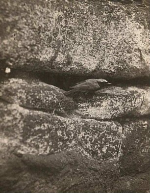 Gartenrotschwanz (Phoenicurus phoenicurus L.), Männchen vor dem Nesteingang (Hausspalt)