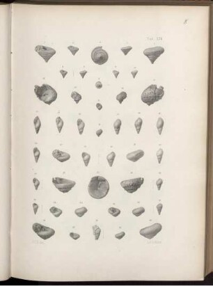 Tav. XIV