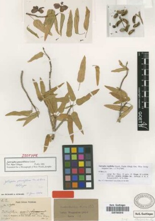 Jatropha tupifolia Griseb. [holotype]