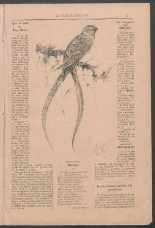 [Dibujo de un] Pájaro Lira del Peru.