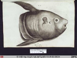 L. Mola V. Mola