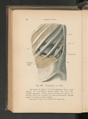 Fig. 315. Topographie der Milz.