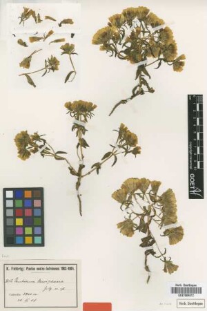 Gentiana thiosphaera Gilg [type]