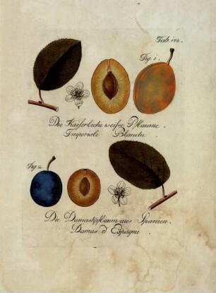Tab. 175. Fig. 1. Die Kaiserliche weiße Pflaume [...] Fig. 2. Die Damaskpflaum aus Spanien [...]