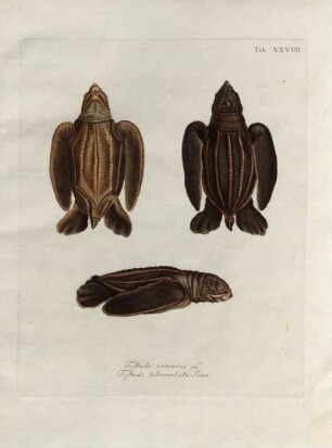 Tab. XVIII. Testudo coriacea L. Testudo tuberculata Penn.