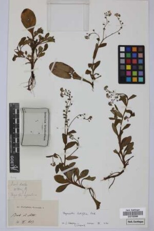 Myosotis sylvatica H. Mart.