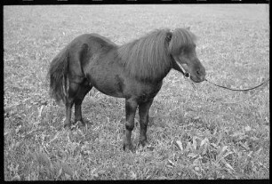 Glotterbad: Shetland Pony, Tochter Wiards