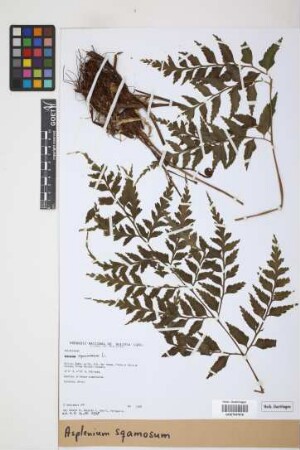 Asplenium squamosum L.