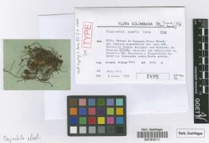 Plagiochila cleefii Inoue [isotype]