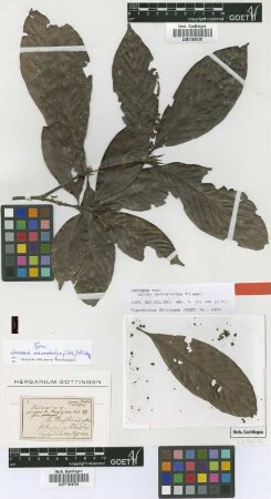 Quiina macrostachya Tul. [isotype]