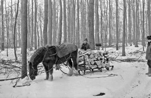 Fohlenkoppel: Landwirt Thomas Isenberg transportiert mit dem Schleswiger Kaltblutpferd Holz im Winter aus dem Wald ab