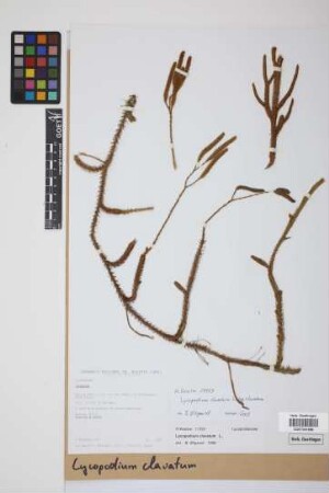 Lycopodium clavatum clavatum L.