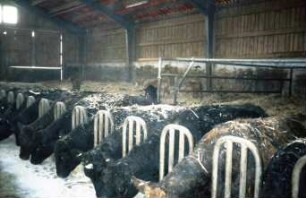 Fotografie: Tierproduktionsverfahren, Tretmiststall, Einstreu