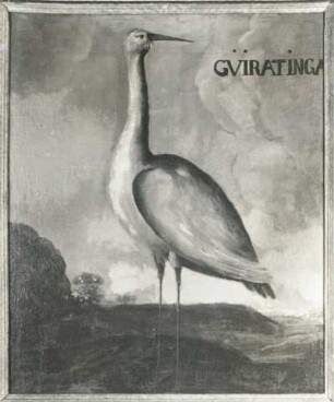 GVIRATINGA Weißer Reiher (Herodias egretta, Ardea egr.)